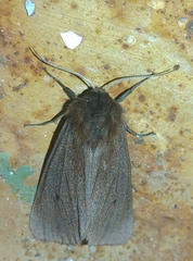 Phragmatobia amurensis