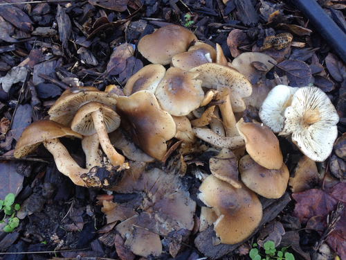 Fried Chicken Mushroom