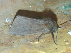 Phragmatobia amurensis