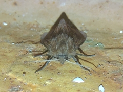 Phragmatobia amurensis