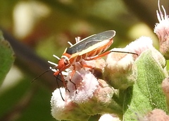 Dysdercus obscuratus