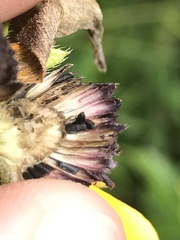 Rudbeckia fulgida spathulata