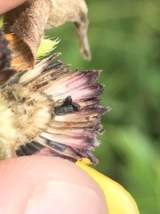 Rudbeckia fulgida spathulata