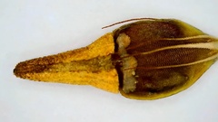 Rhynchospora indianolensis