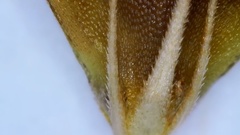 Rhynchospora indianolensis