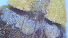 Rhynchospora indianolensis