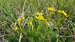 Potentilla biflora