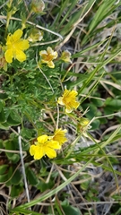 Potentilla biflora