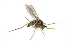 Dolichopus penicillatus