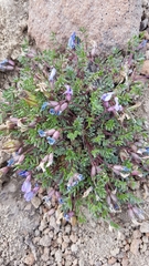 Oxytropis scammaniana