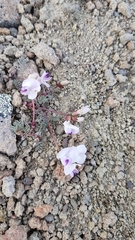 Astragalus nutzotinensis