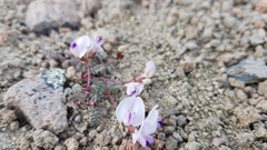 Astragalus nutzotinensis