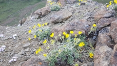 Potentilla crebridens hemicryophila