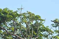 Leptocoma zeylonica