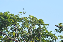 Leptocoma zeylonica