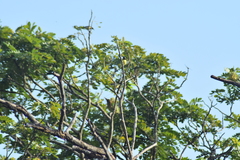 Leptocoma zeylonica