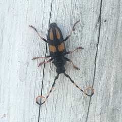 Dendrobias mandibularis