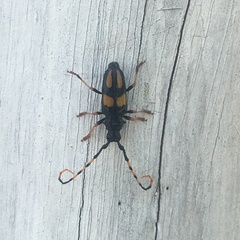 Dendrobias mandibularis