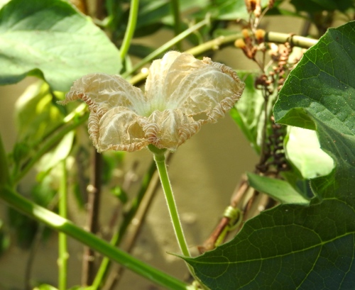 Lagenaria siceraria