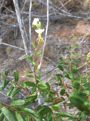 Lonicera subspicata subspicata