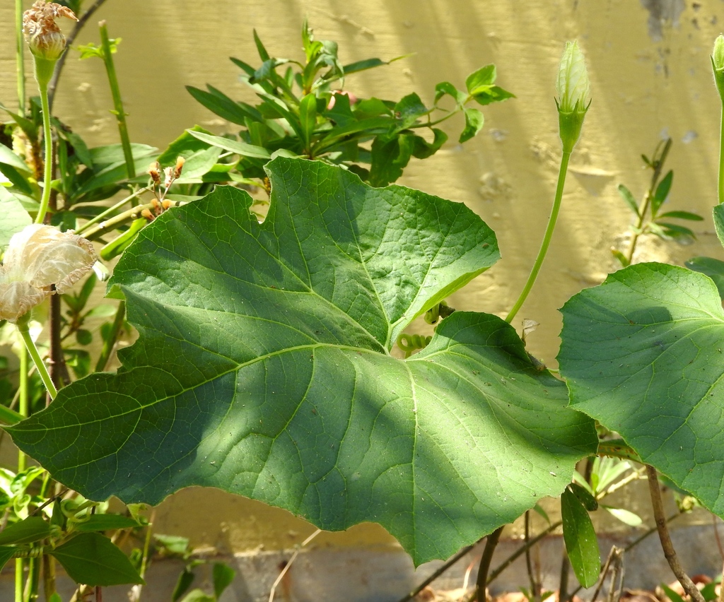 Lagenaria siceraria, Mazatlán, Sin., México
