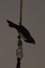 Lonchura striata