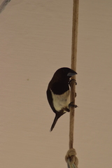 Lonchura striata
