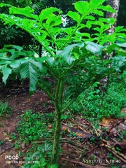 Amorphophallus paeoniifolius