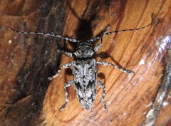 Aegomorphus modestus