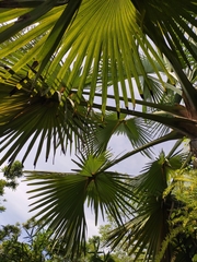 Corypha umbraculifera