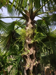 Corypha umbraculifera