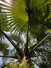 Corypha umbraculifera