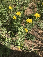 Heterotheca resinolens