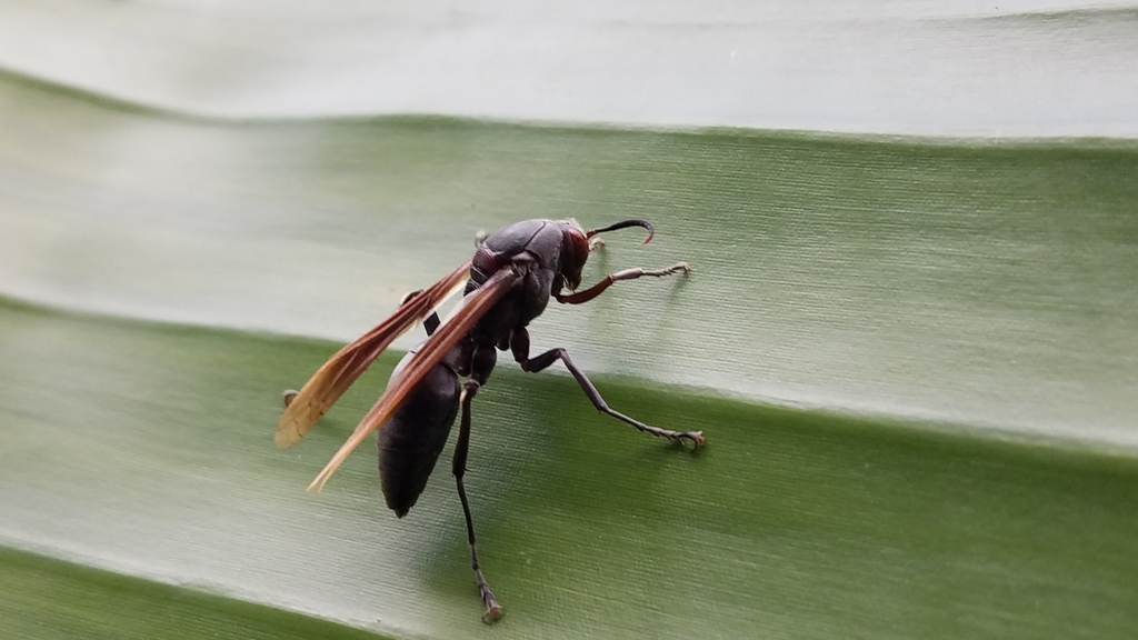 Polistes madecassus