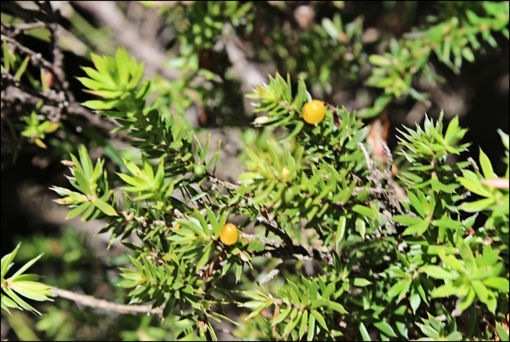 Styphelia sieberi, Den of Nargun Track, Mitchell River National Park VIC, Australia, by kenharris