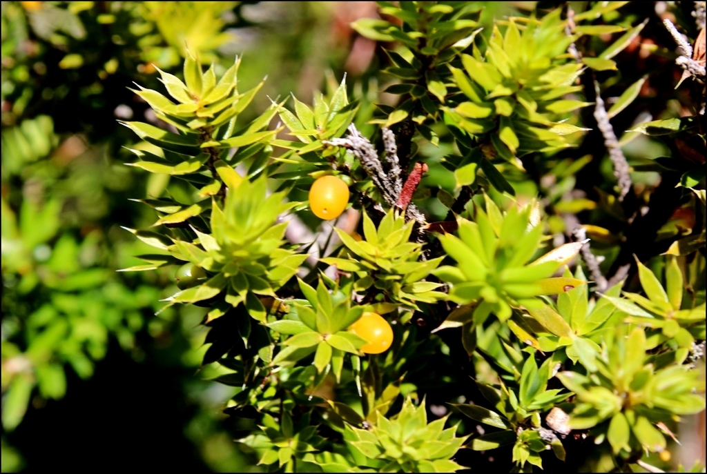 Styphelia sieberi, Den of Nargun Track, Mitchell River National Park VIC, Australia, by kenharris