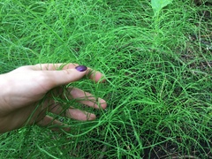 Equisetum