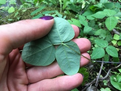Amphicarpaea bracteata