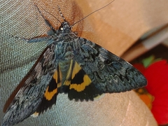 Catocala doerriesi