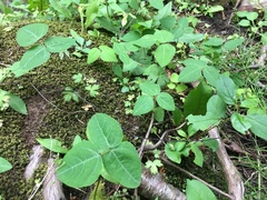 Amphicarpaea bracteata