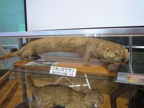 Japanese Otter