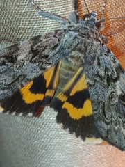 Catocala doerriesi