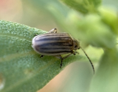 Ophraella notulata