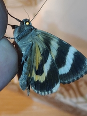 Catocala doerriesi