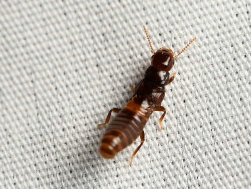 Desert Dampwood Termite photo 5