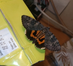 Catocala doerriesi