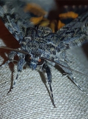 Catocala doerriesi