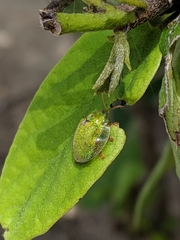 Eurypepla brevilineata