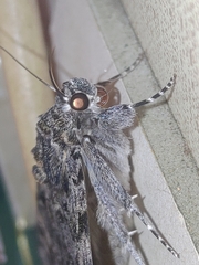 Catocala doerriesi
