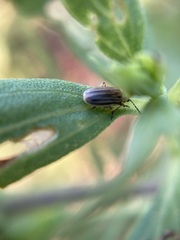 Ophraella notulata